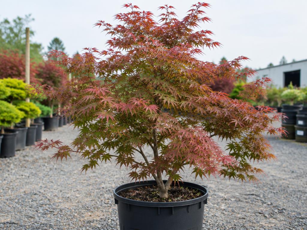 Japanese Maple
